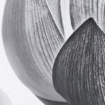 Carta Da Parati Diaphanous - Inkiostro Bianco - immagine 2