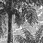 Carta Da Parati Palmeraie - Inkiostro Bianco - immagine 2