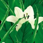 Carta Da Parati Tropics - Wall&Decò - immagine 4