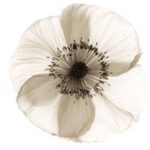 Carta Da Parati Poppy - Wall&Decò - immagine 2