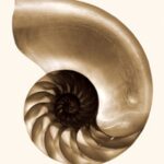 Carta Da Parati Nautilus - Wall&Decò - immagine 2