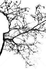 Carta Da Parati Spring Blossom - Wall&Decò - immagine 2