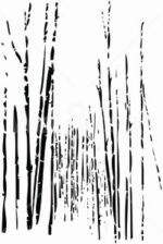 Carta Da Parati Bamboo - Wall&Decò - immagine 2