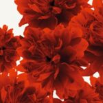 Carta Da Parati Bloom - Wall&Decò - immagine 5