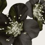 Carta Da Parati Bloom - Wall&Decò - immagine 7