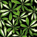 Carta Da Parati Jungle - Wall&Decò - immagine 3