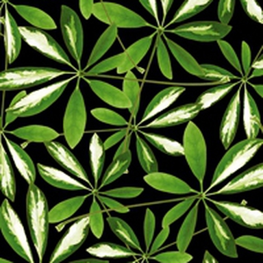 Carta Da Parati Jungle - Wall&Decò - immagine 3